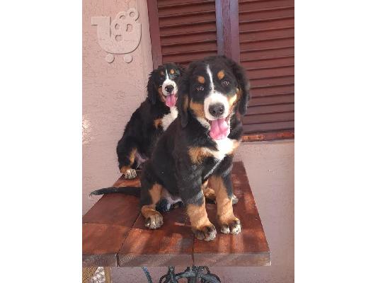 Θηλυκά σκυλιά βουνών Bernese
